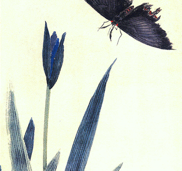 D Qi baishi(1864-1957)  iris et paillon